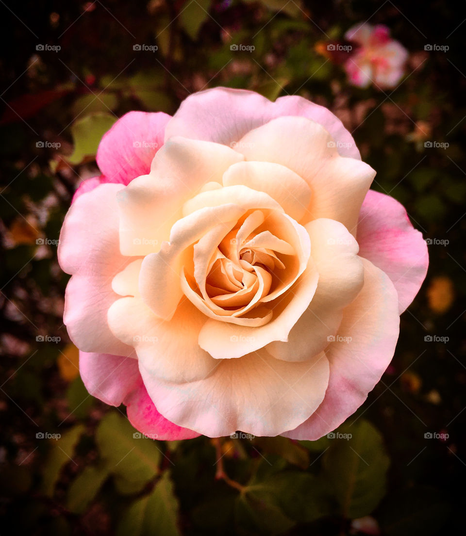 FOAP MISSIONS - Very beautiful flowers marking the year 2019. Long live nature!  And the perfection of the petals of this rosebud? / Flores muito bonitas marcando o ano de 2019. Viva a natureza! E a perfeição das pétalas desse botão de rosa?