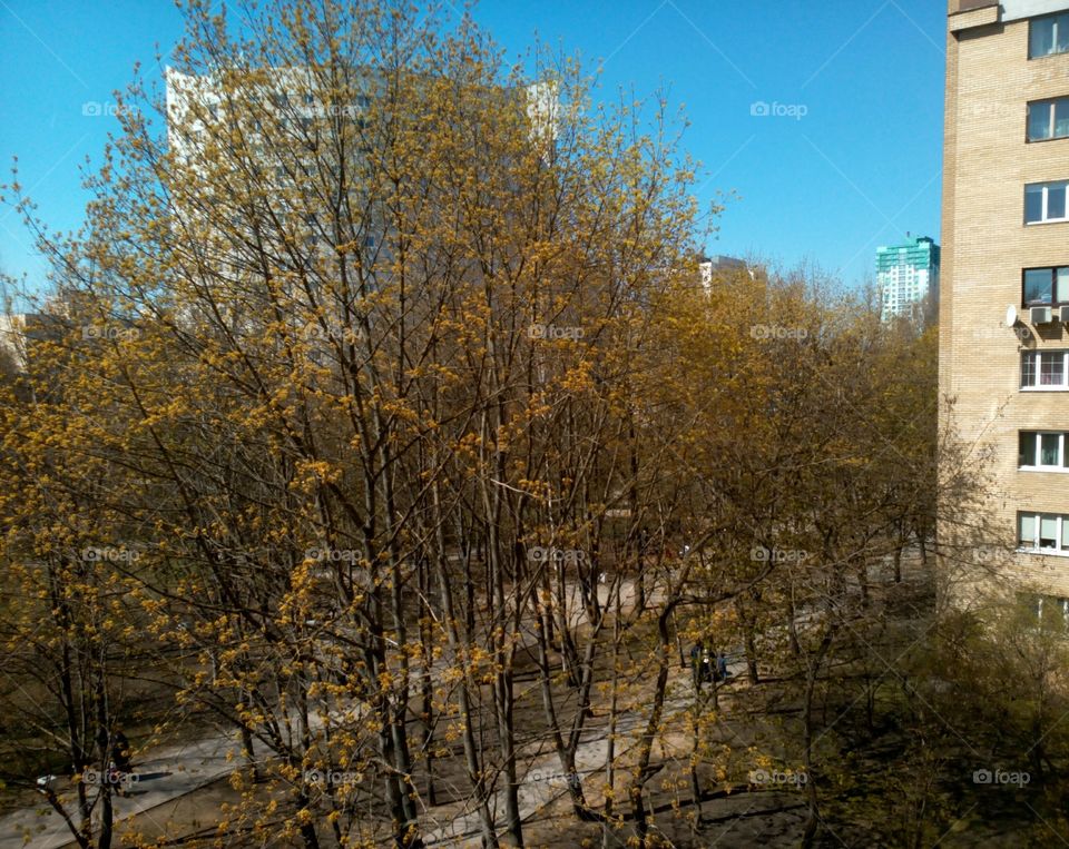 Tree, Fall, Branch, Wood, Landscape