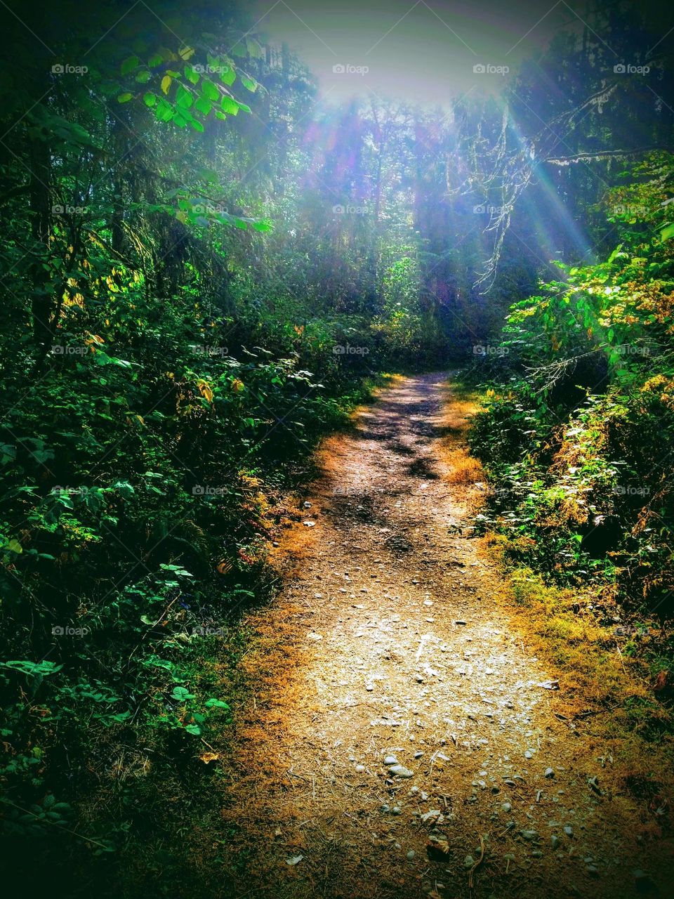 A trail lined with pine trees and green foliage early in the morning with the sun dropping rays of light scattered through the trees