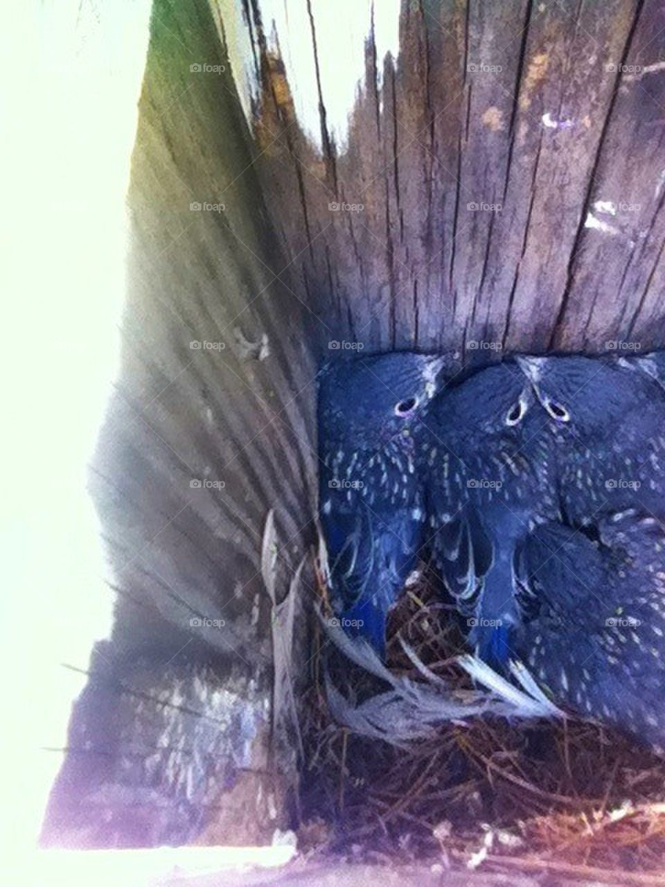 bluebird bird house fledgling baby bird by serenitykennedy