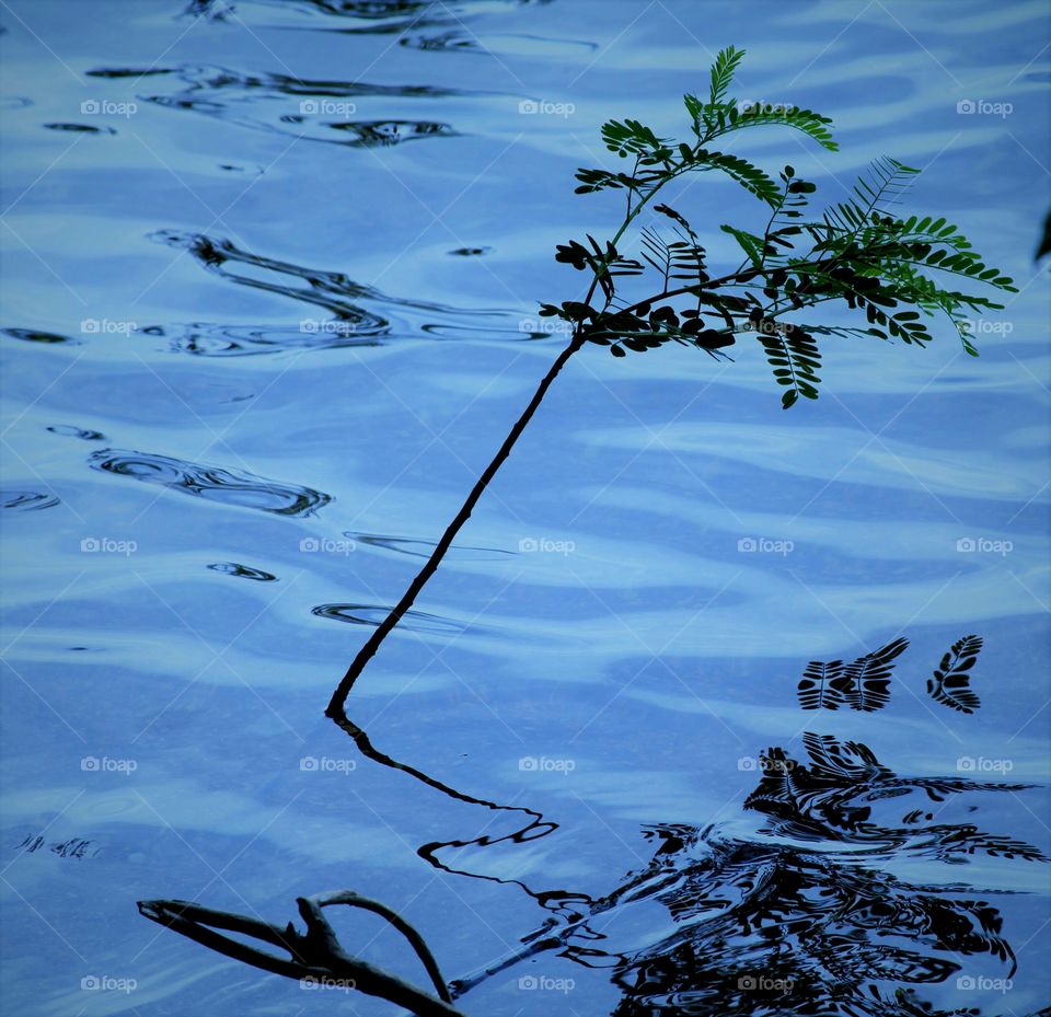 surrounded.  tree in a lake.