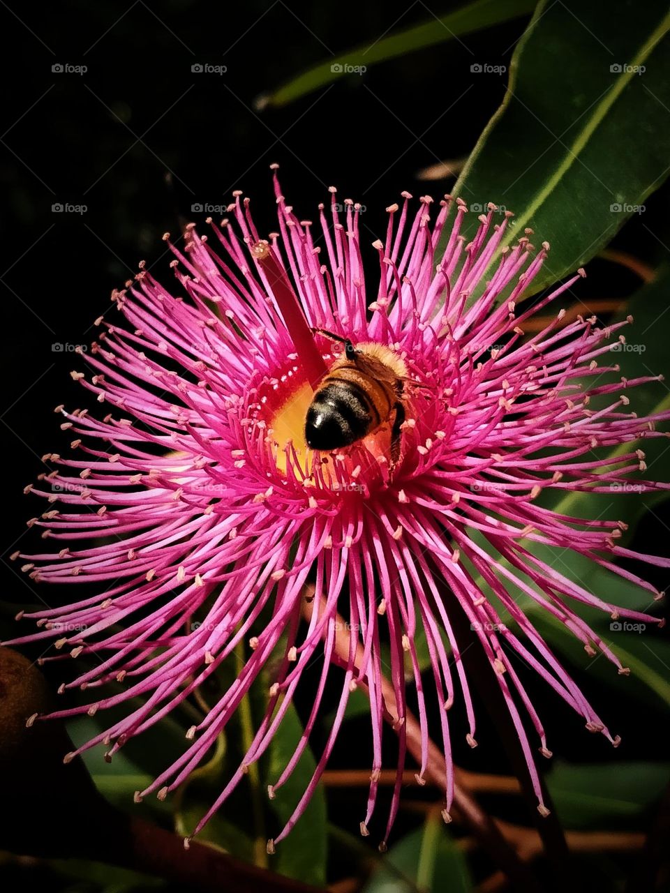 Bee on a blossom