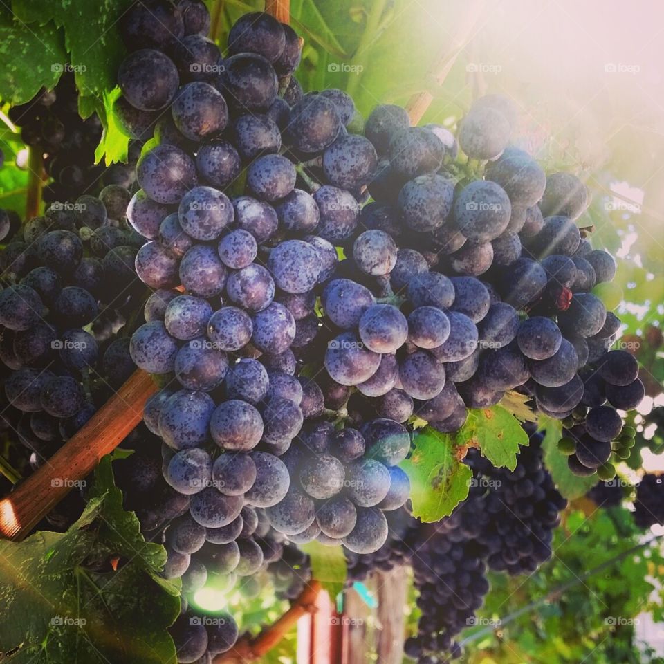 Grape harvest in wine country 