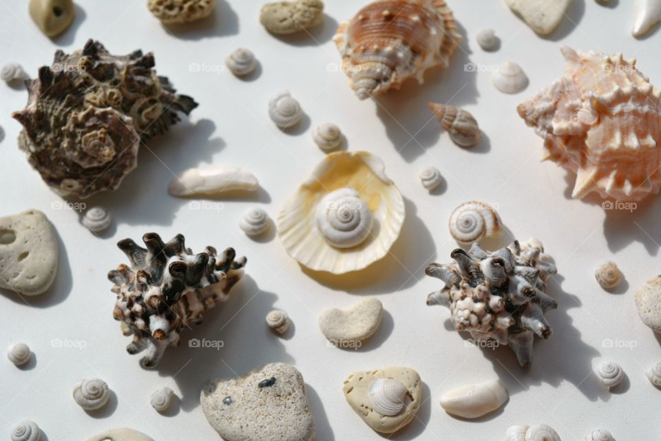 Studio shot of seashells