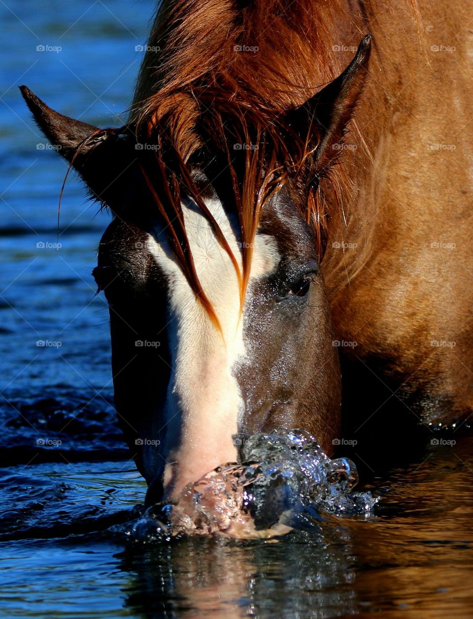 Wild Stallion Snorkeling for Eelgrass