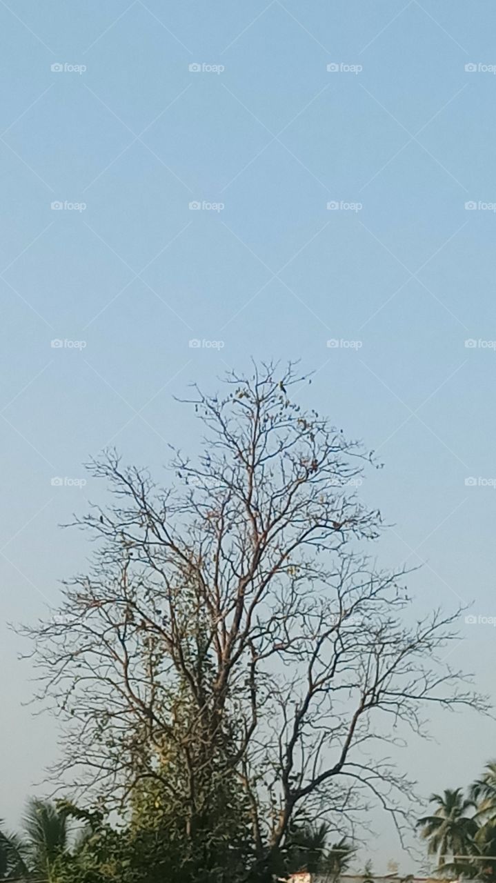 The tree is morning click and very nice