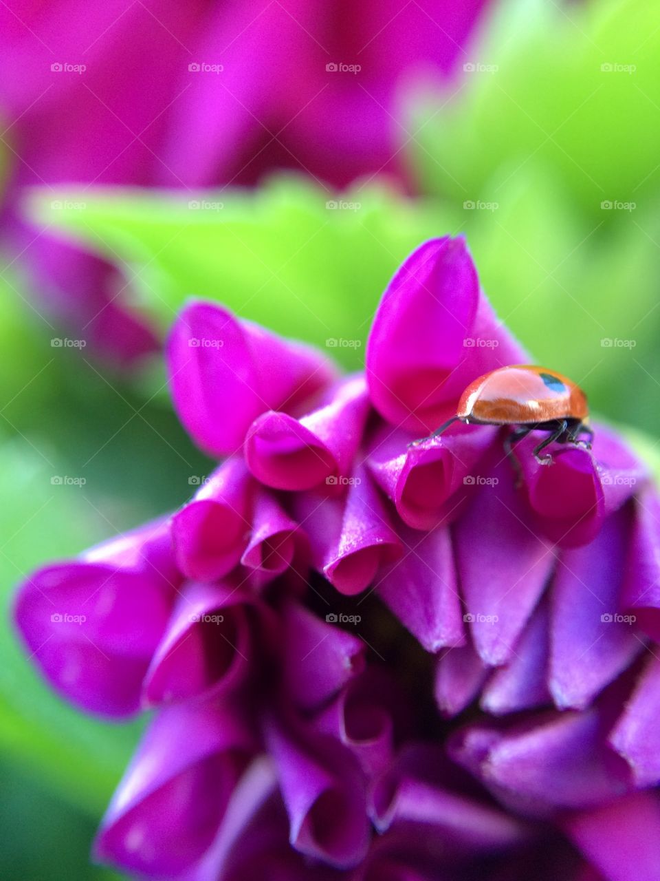 Lady bug on purple flower
