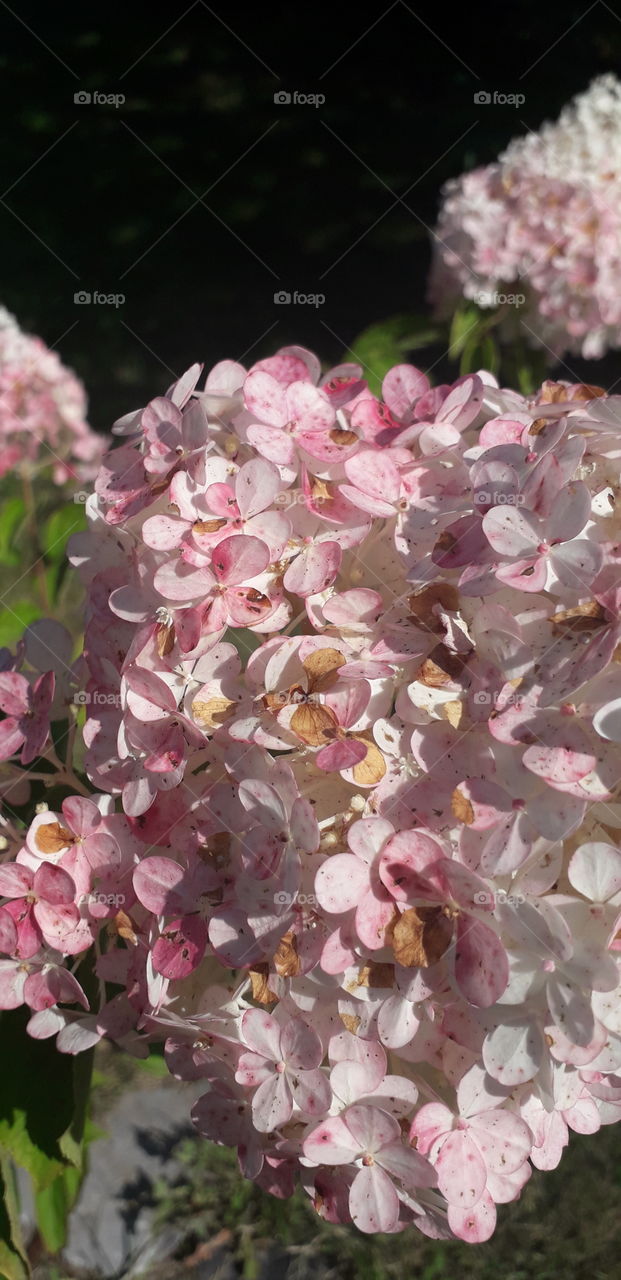 pink vanilla fraise hydrangea