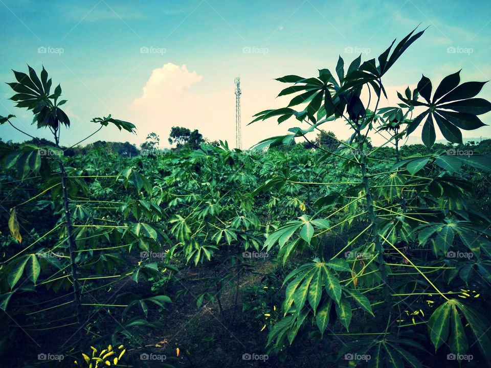 Cassava plants