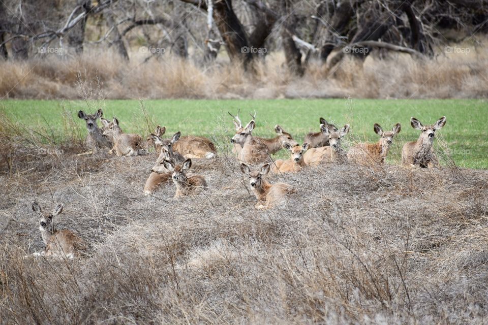Wild Mule Deer in meadow