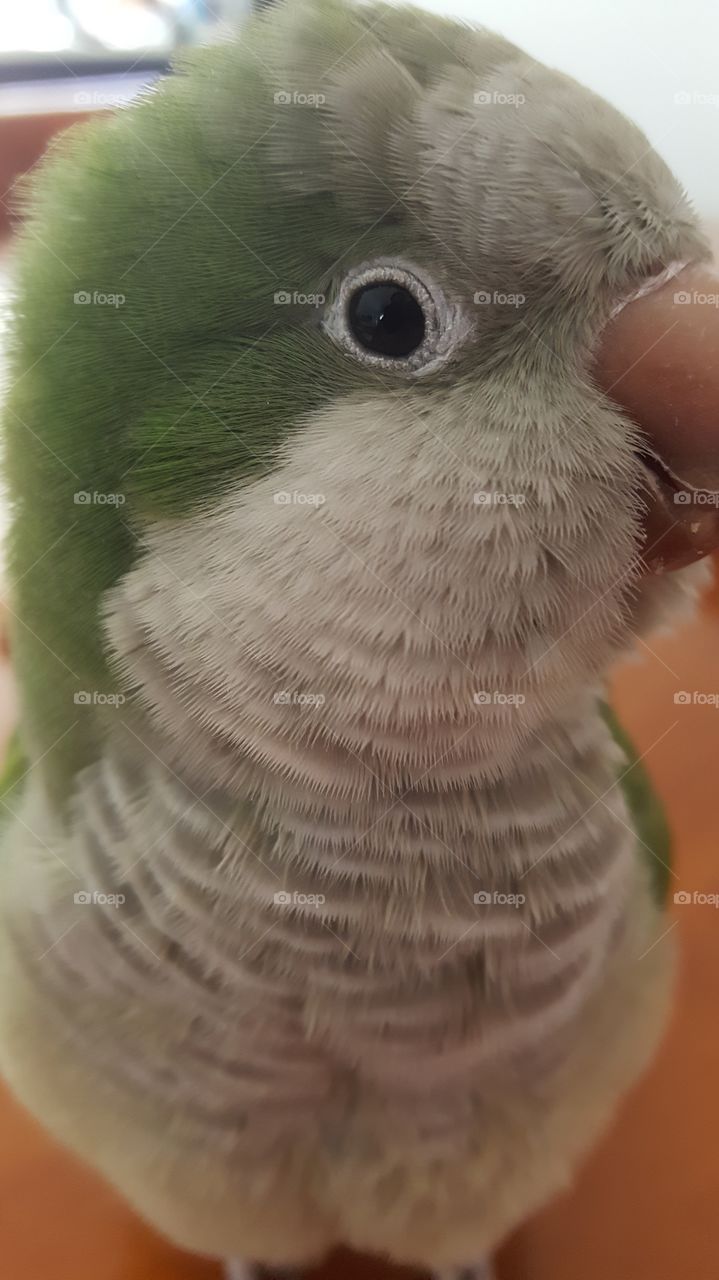 Quaker Parrot Closeup