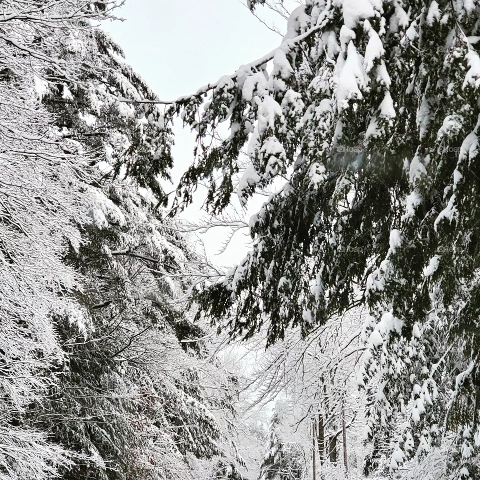 Winter