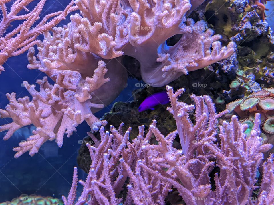 purple fish hiding in pink textured coral in a tank at the aquarium