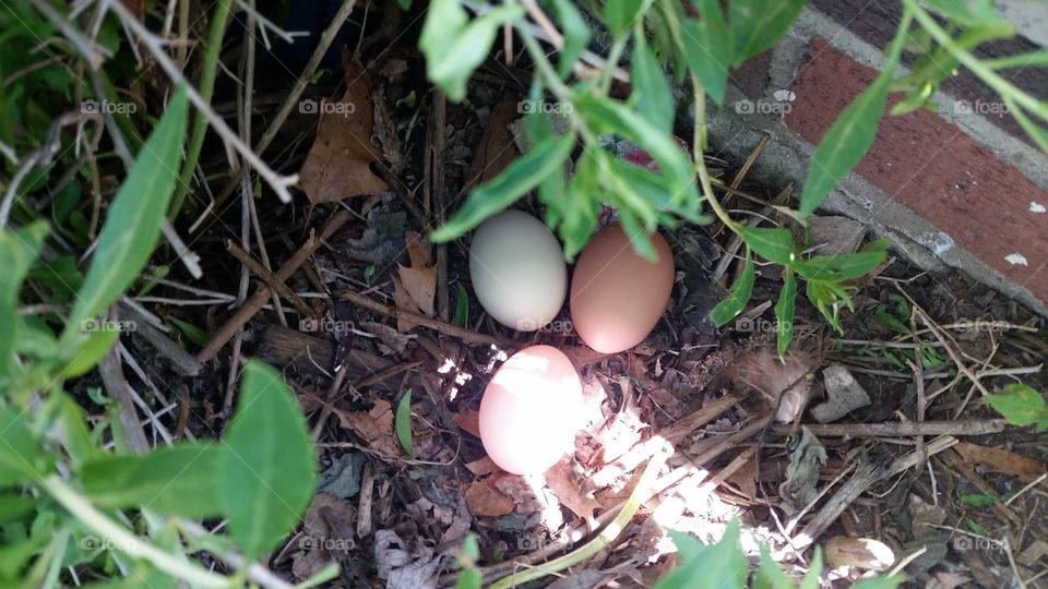 the every day egg hunt