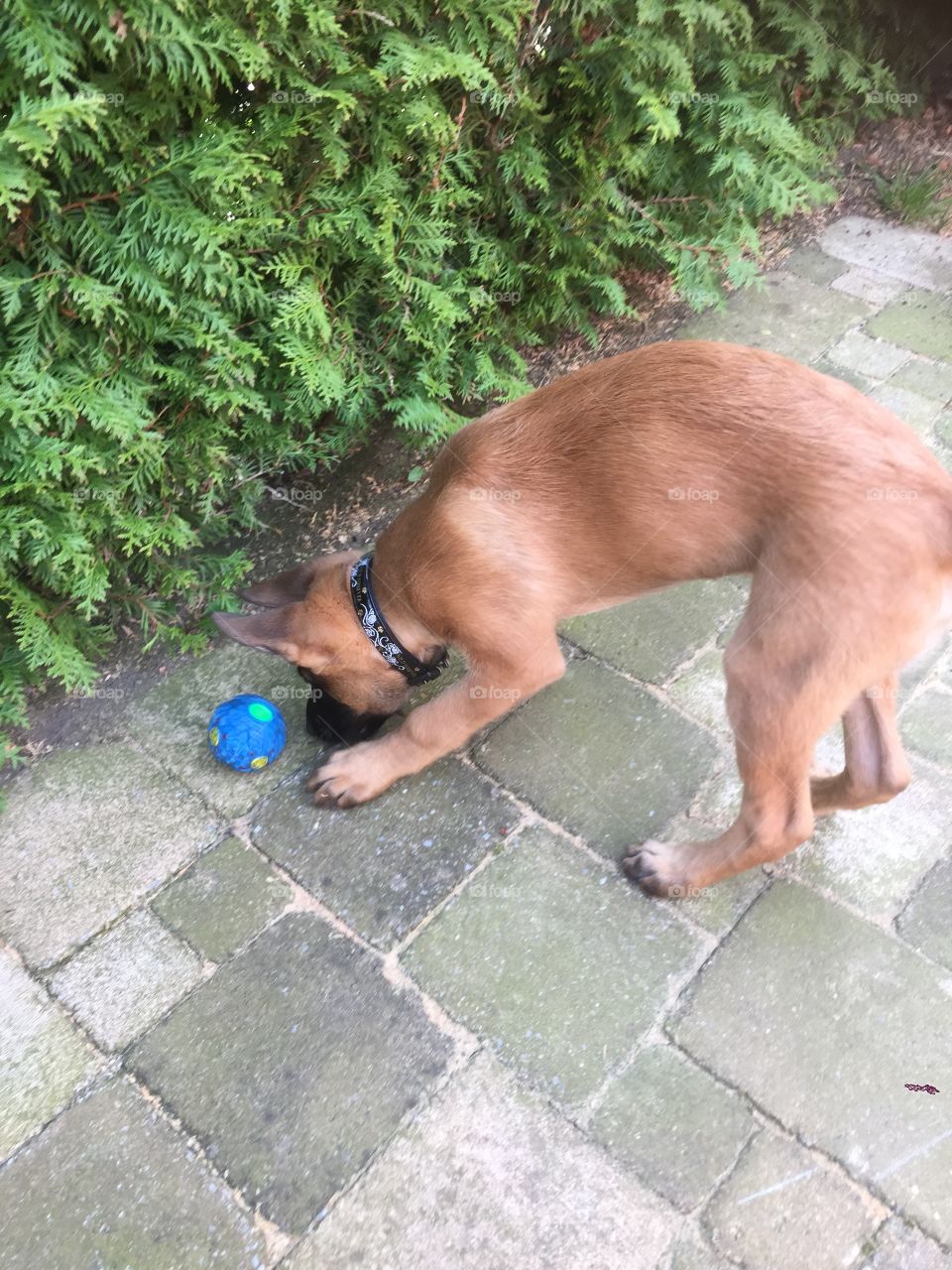 Malinois pup playing with a ball