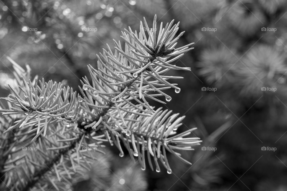 raindrops on pine tree