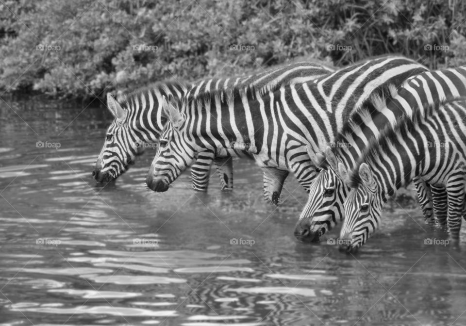 Zebras drinking water from a river in Serengetti National Park in Africa
