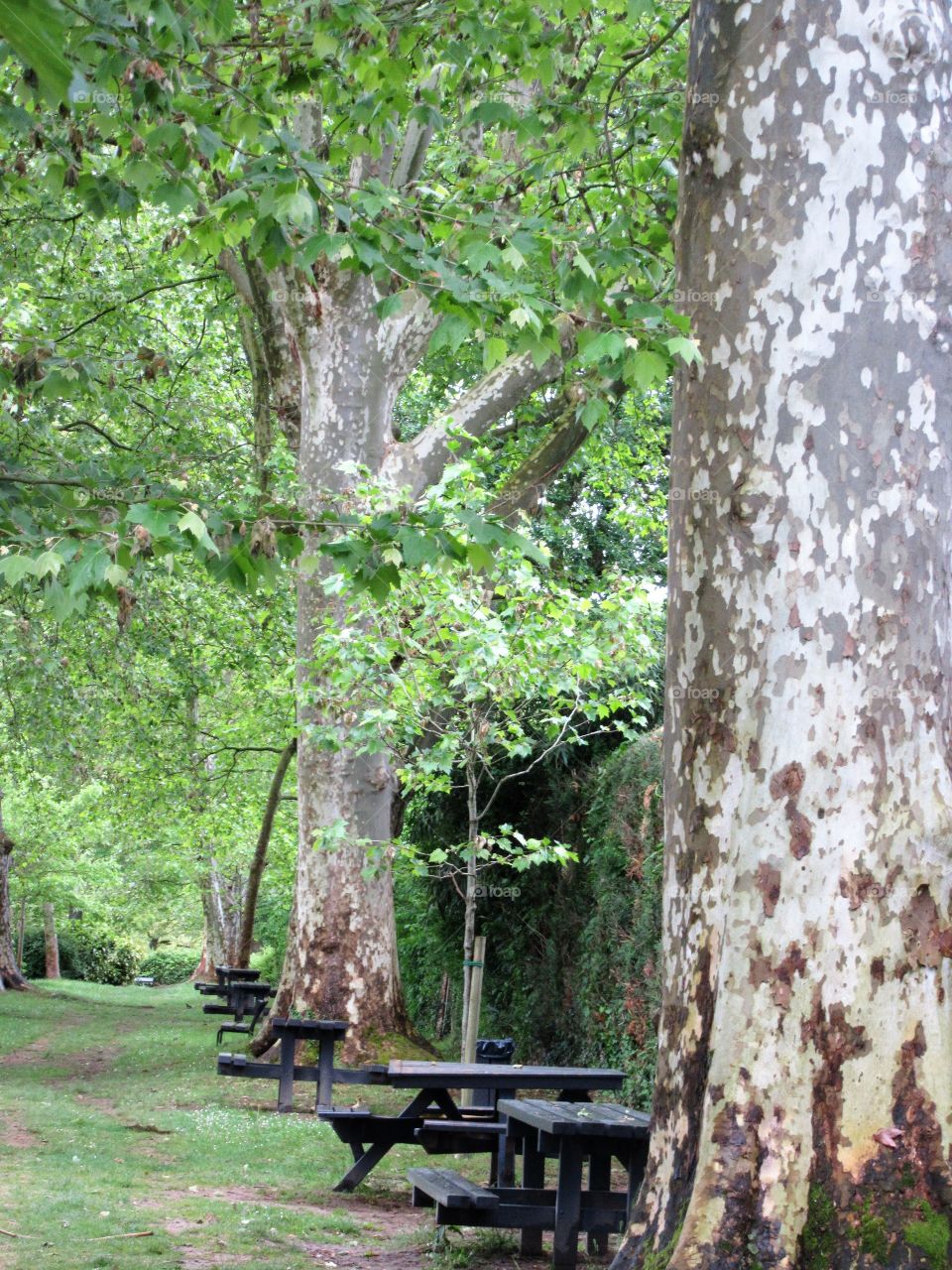 on camino de Santjago