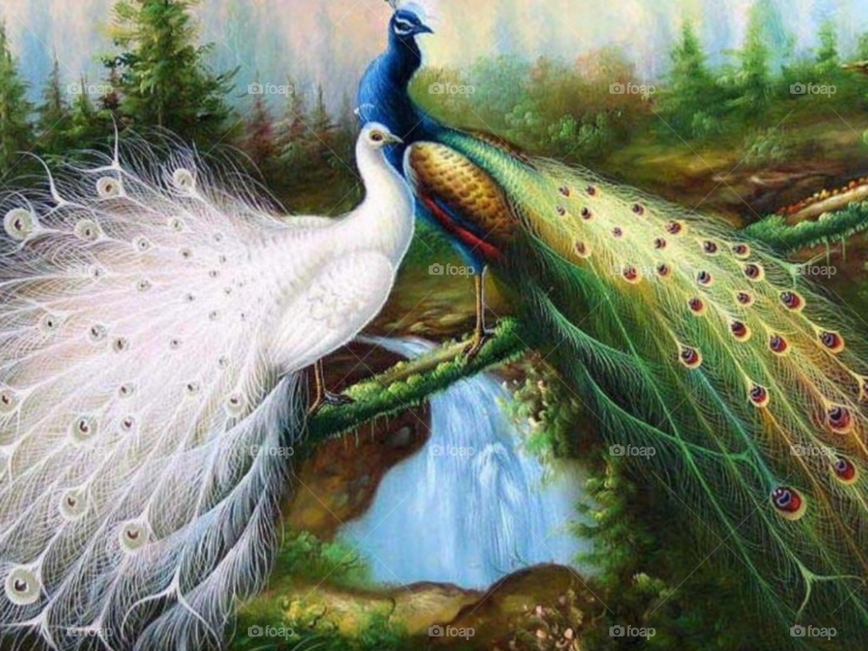 Peacock 🦚