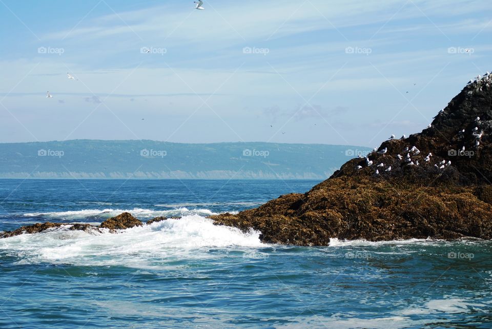 Looking at birds on edge of Gull Island