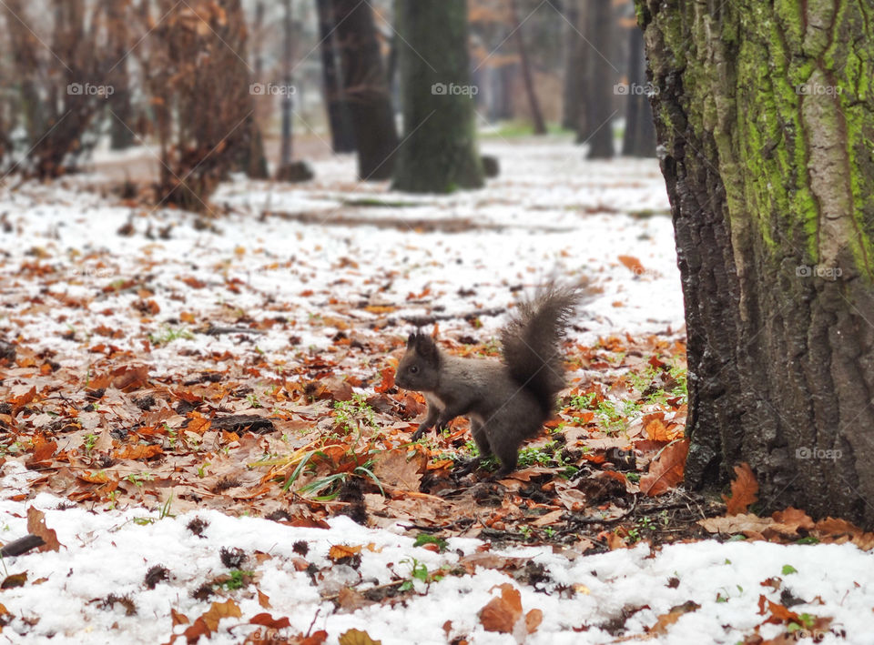 Squirrel in the winter forest