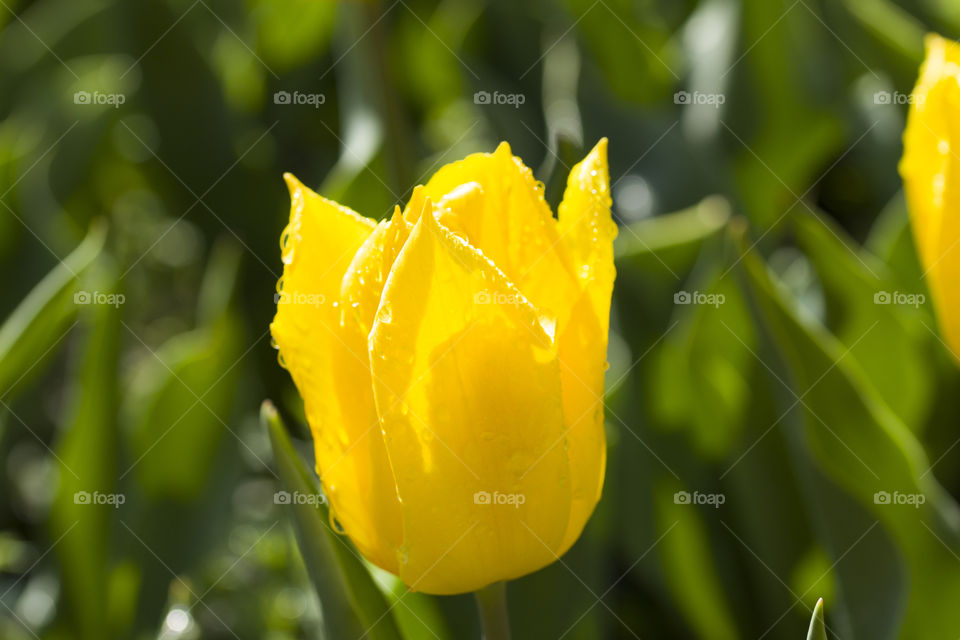 yellow tulip with dew drops,  close up .