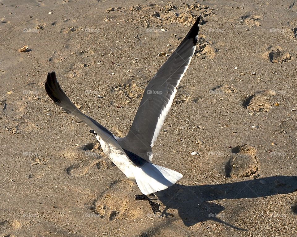 Florida trip seagulls 