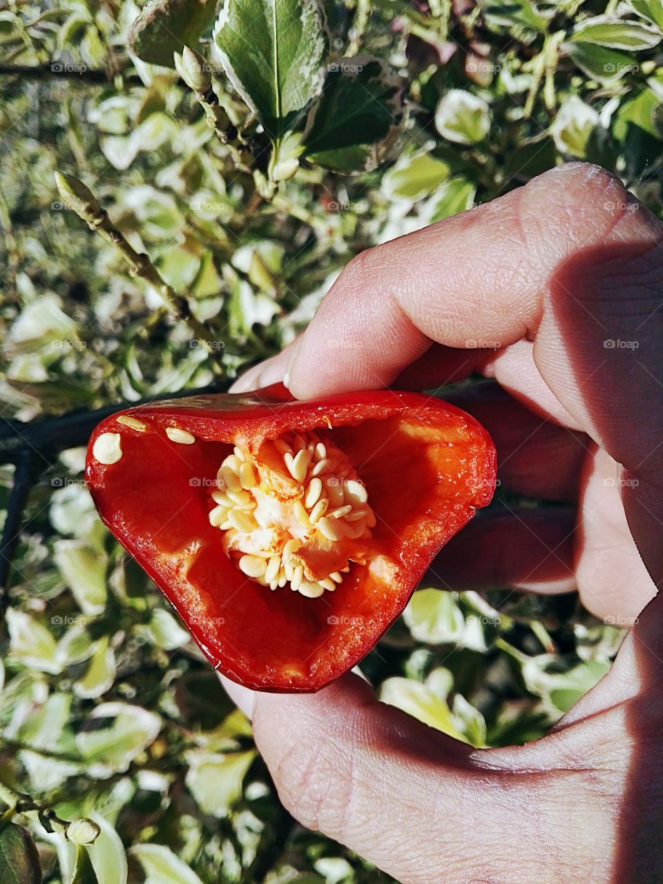 fresh red chilli