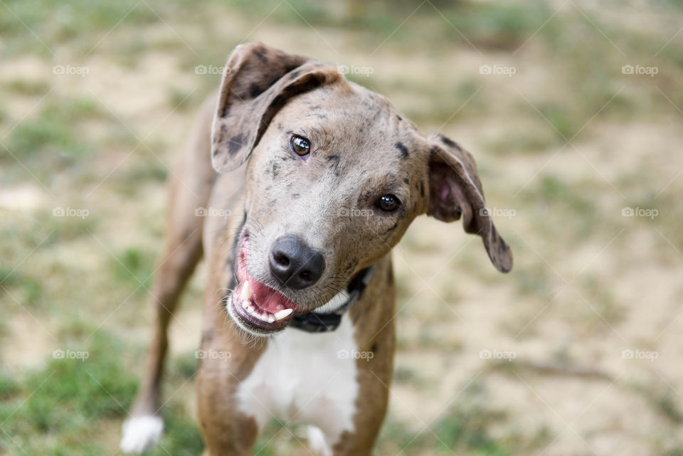 Portrait of a Louisiana Catahoula leopard dog mixed breed outdoors with his head tilted