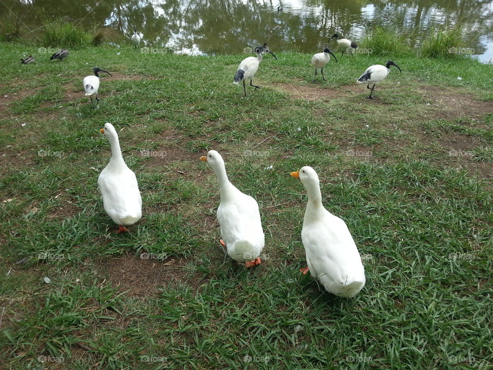 Three ducks walking