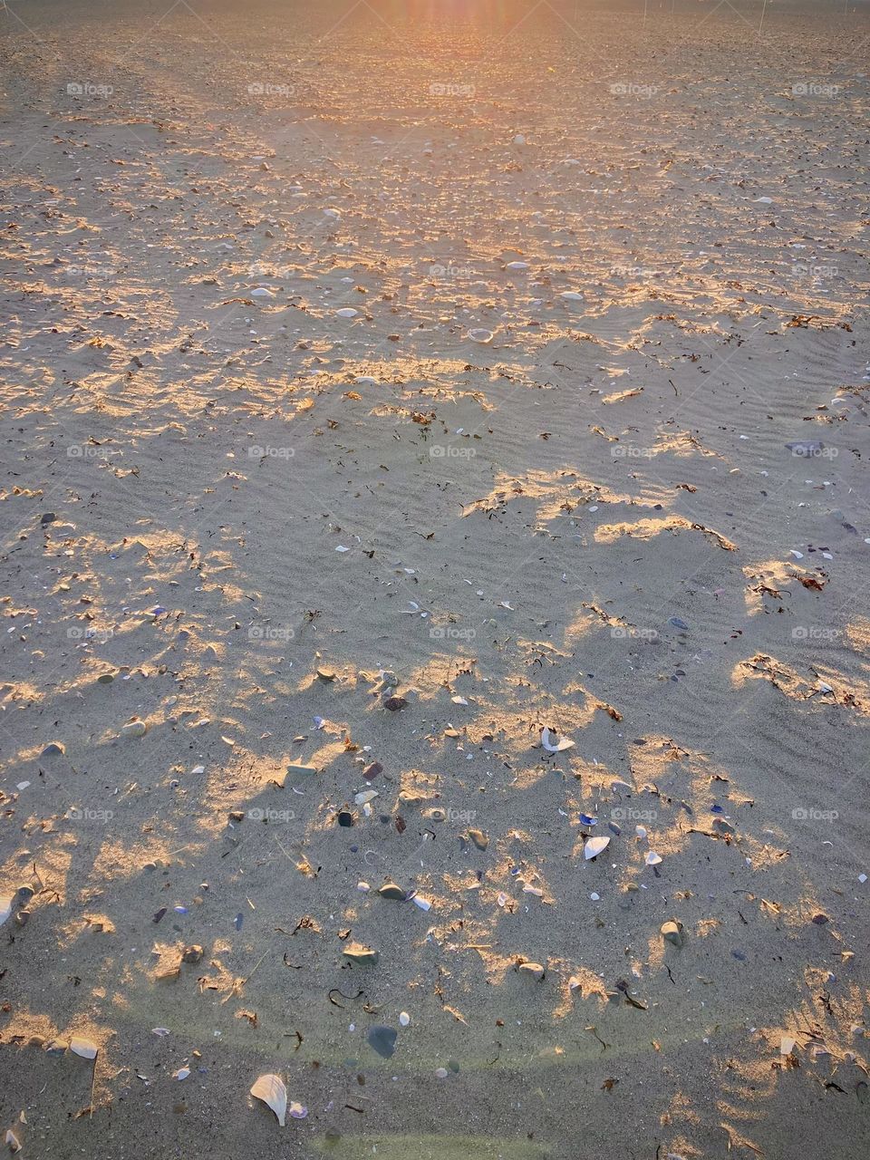 The beach bathed in sunset