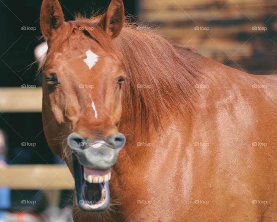 Funny horse