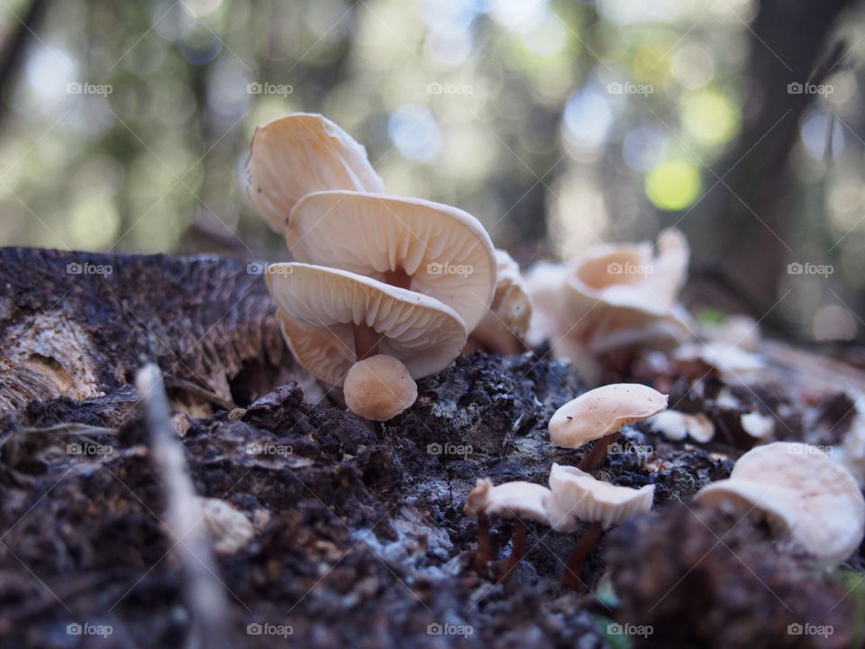 Close-up of mushroom in forest
