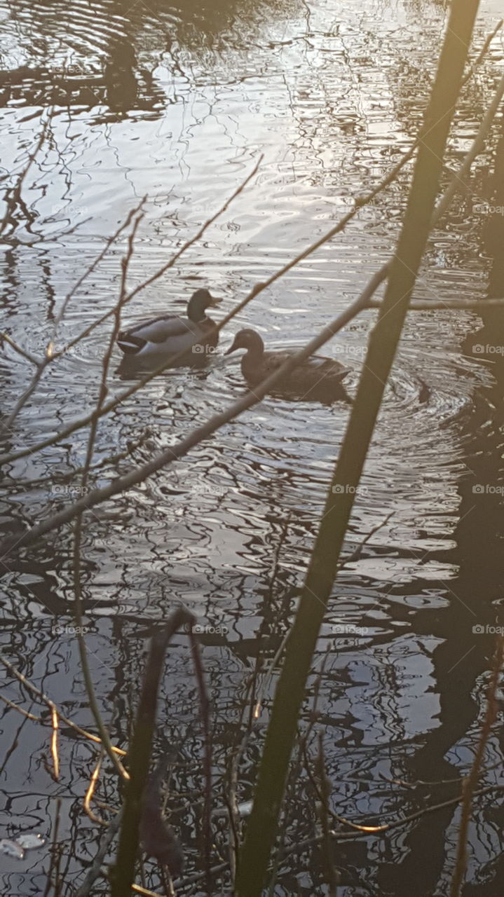 duckie friends