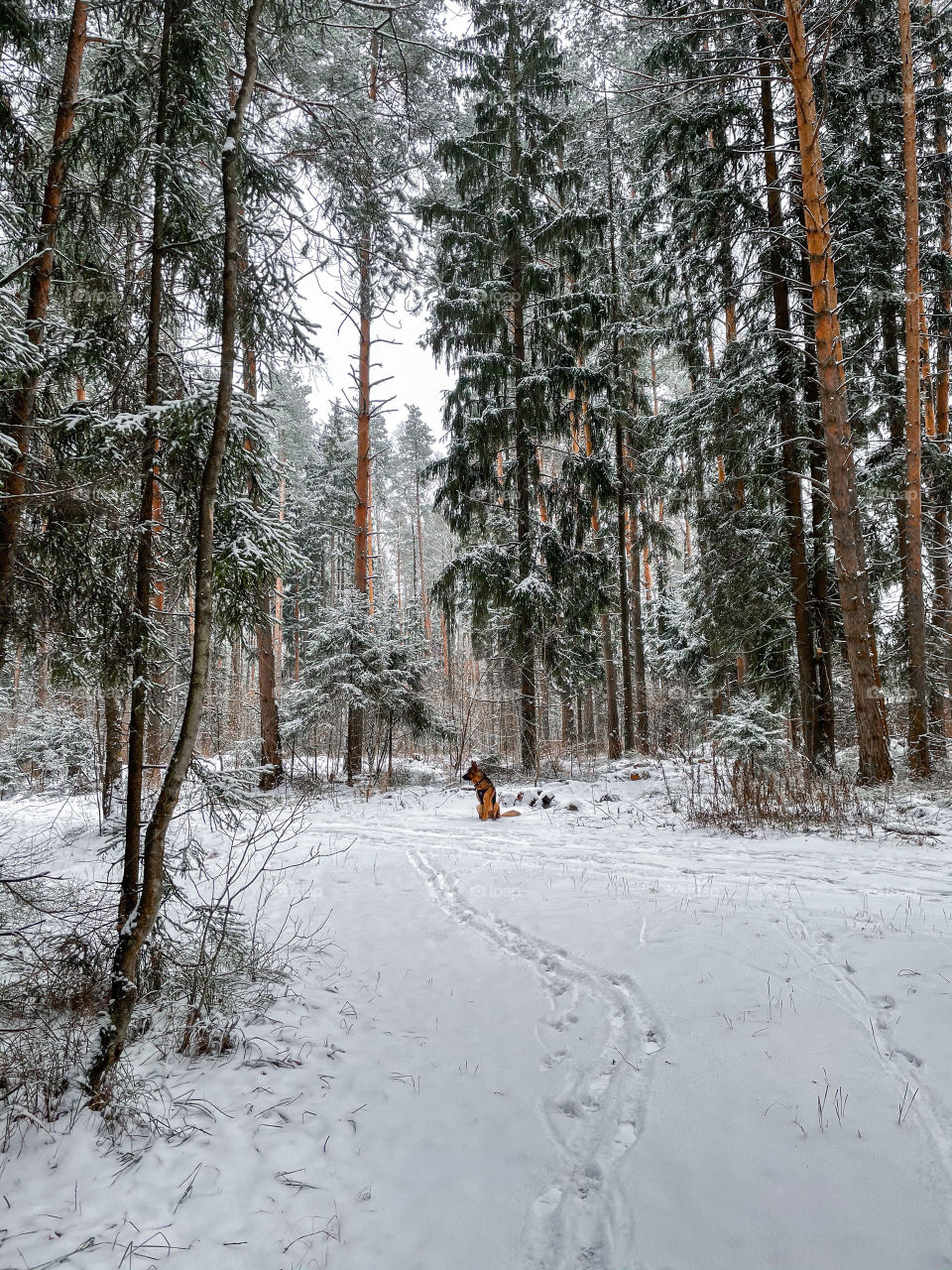 German shepherd dog in winter forest