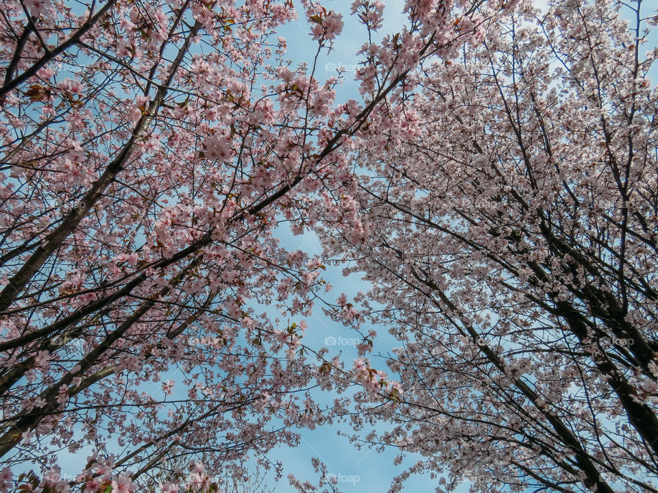 blooming sakura in spring on a sunny day