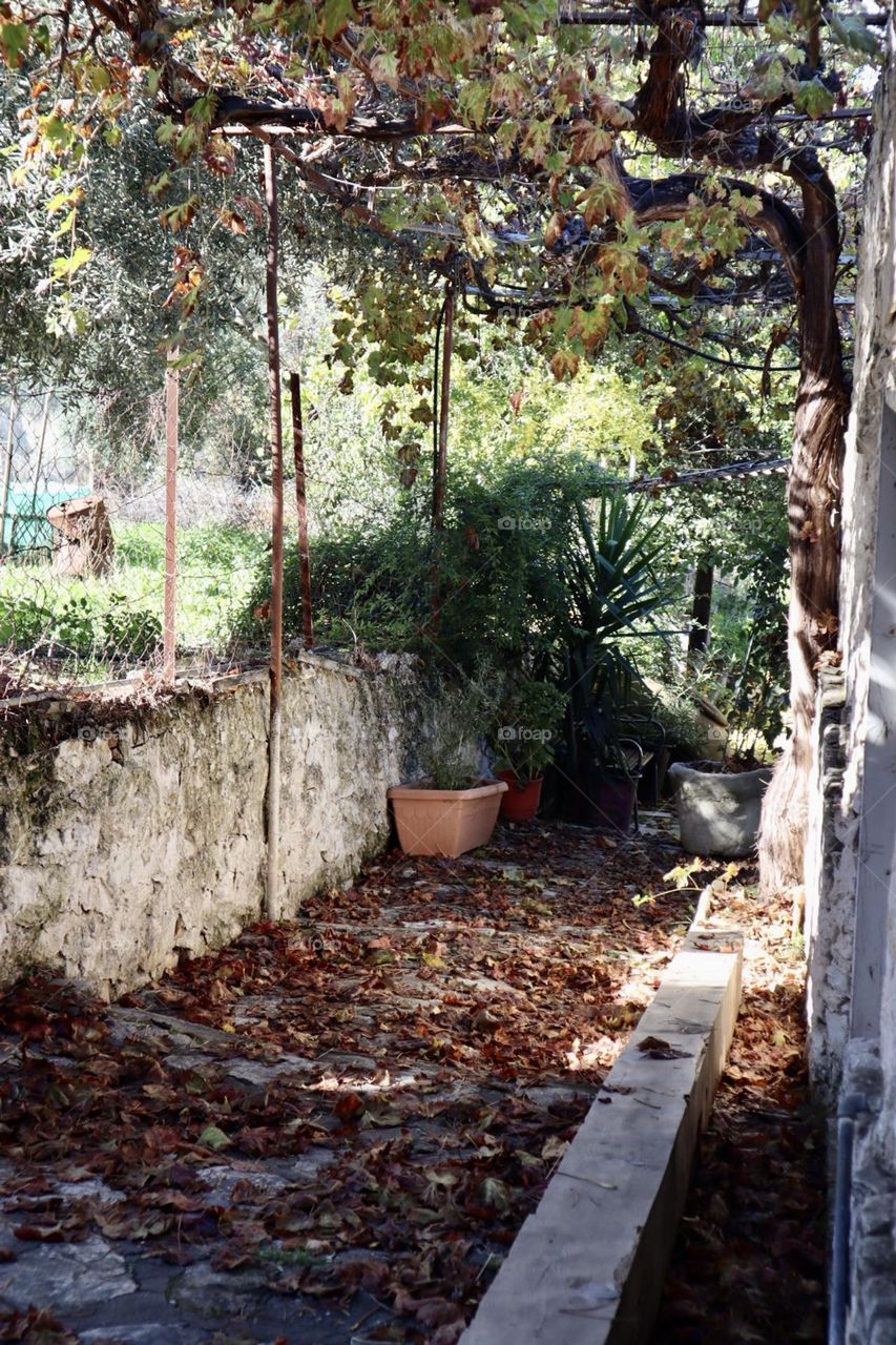 Grapevine over house wall with its dry leafs on a side street