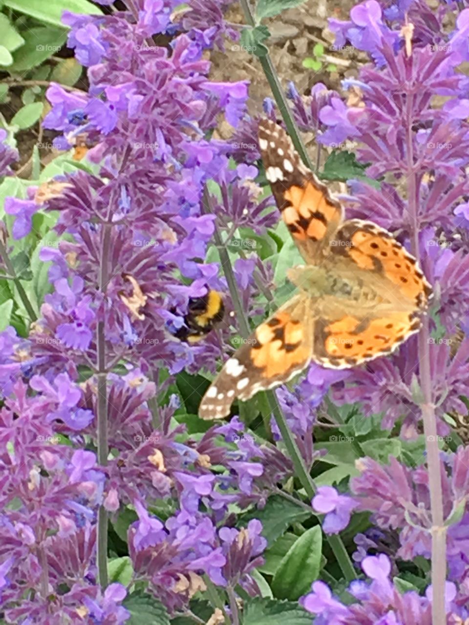 Beautiful flowers and bee 