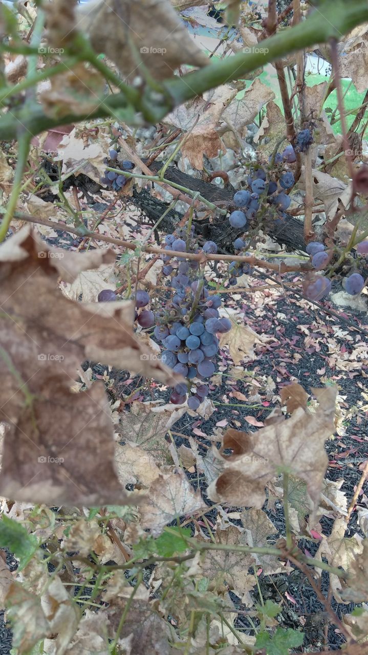 fall grapes