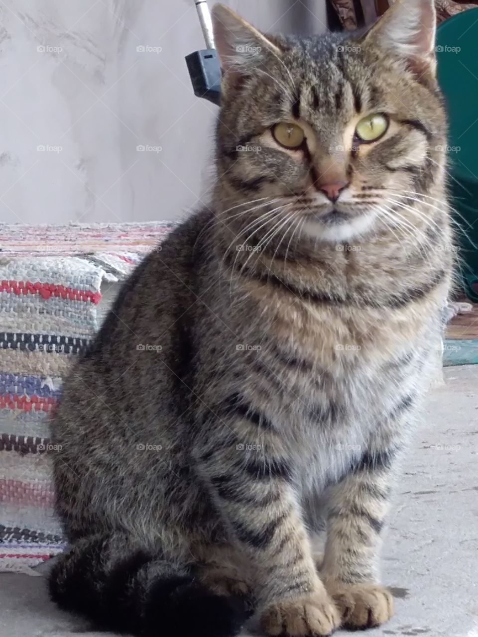 yellow eyes of a cat