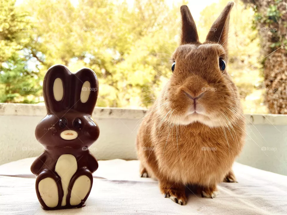 Double bun