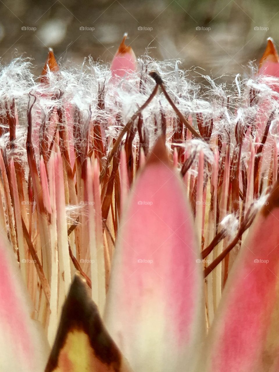 Soft and dreamy tropical pink blooms