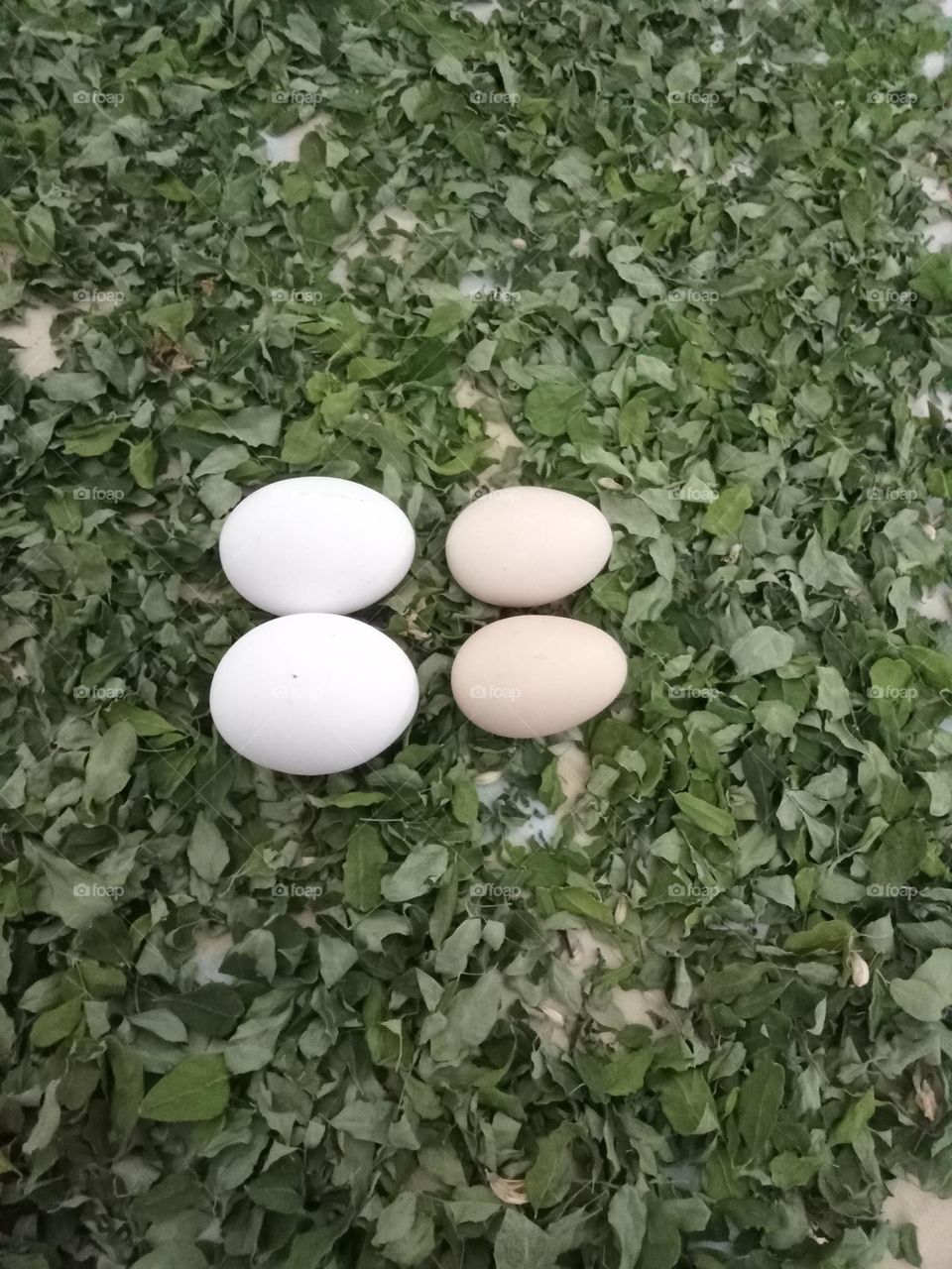 eggs
