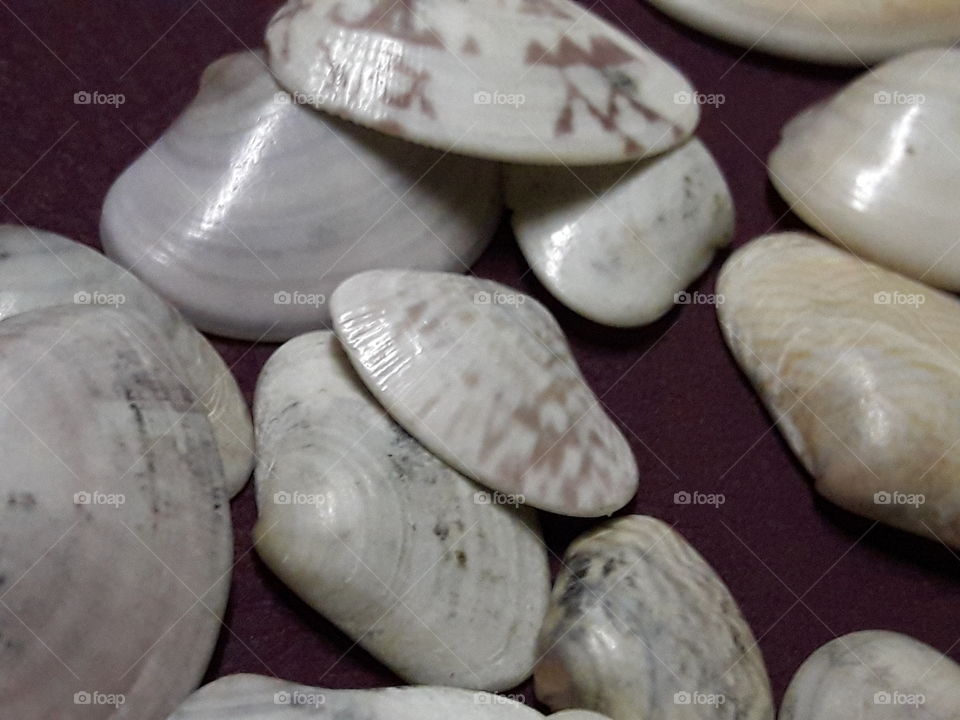 Shells