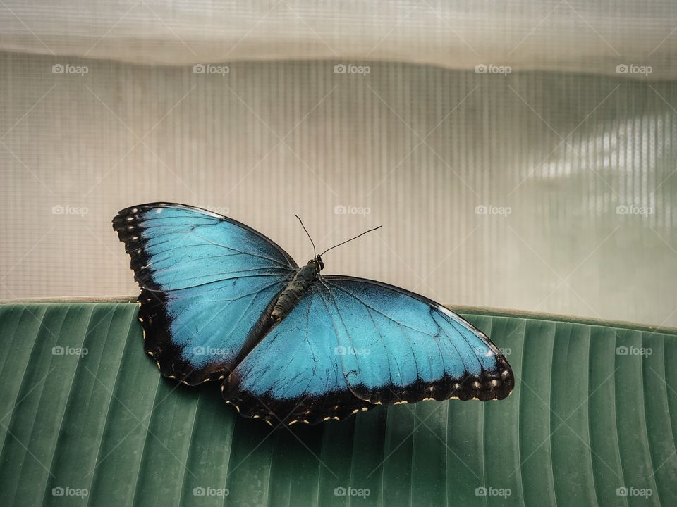 Blue butterfly