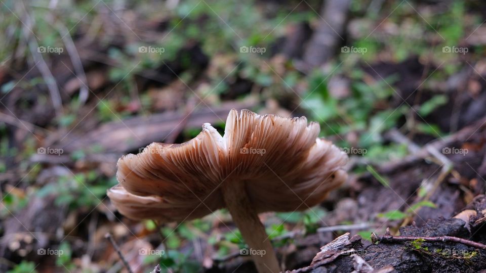 Gills of a mushroom. 