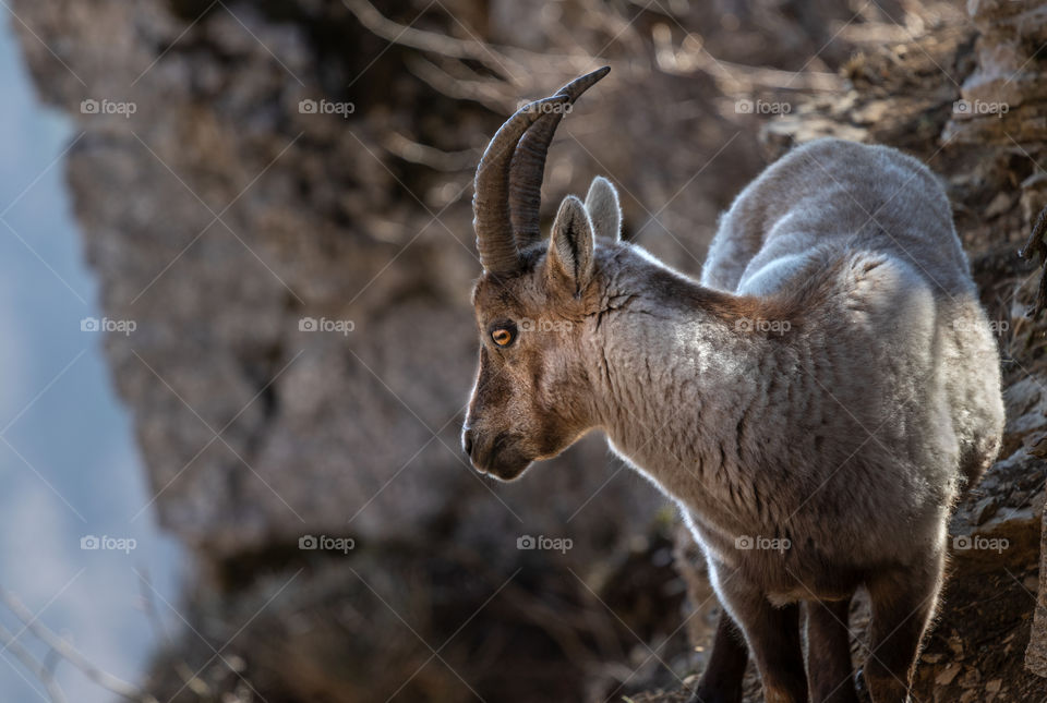 Capricorn watching over cliff.
