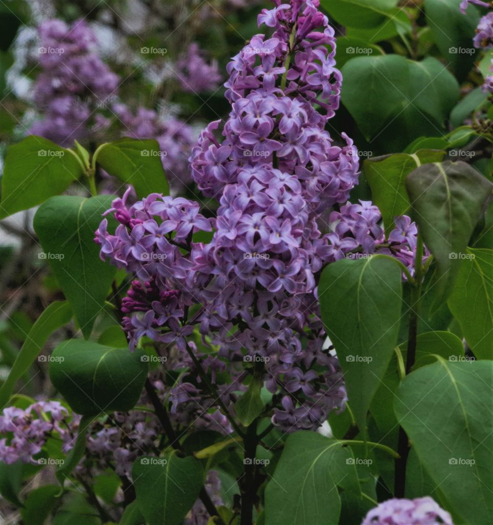 Lilac in bloom