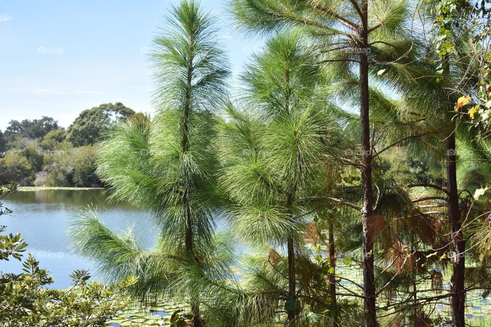 A group of pine trees overlooks a pond in the nature preserve.