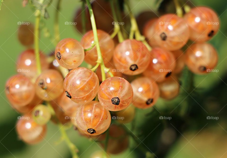 current berries bunch
